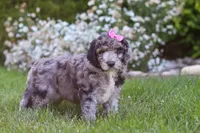 Ally, a female Newfypoo for sale in Fresno, OH – 3 of 6