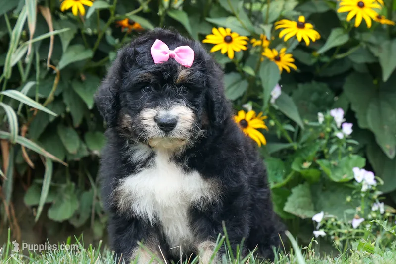 Darla – Bernedoodle puppy for sale in Fresno, OH