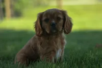 Ford 💙, a male Cavalier King Charles Spaniel for sale in Fresno, OH – 6 of 10