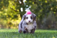 Taylor, a female Miniature Bernedoodle for sale in Fresno, OH – 6 of 8