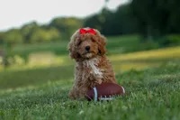 Tyson 💙✨, a male Poodle - Miniature  for sale in Fresno, OH – 10 of 10