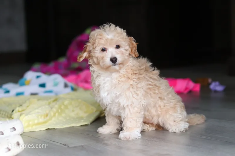 Brodie – Havapoo puppy for sale in Fresno, OH