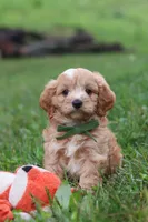 Jett, a male Cavapoo for sale in Fresno, OH – 10 of 10