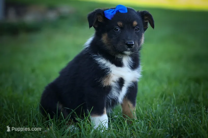 Langston 🐶 – Miniature Aussiedoodle puppy for sale in Fresno, OH