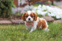 Bentley, a male Cavalier King Charles Spaniel for sale in Fresno, OH – 6 of 7