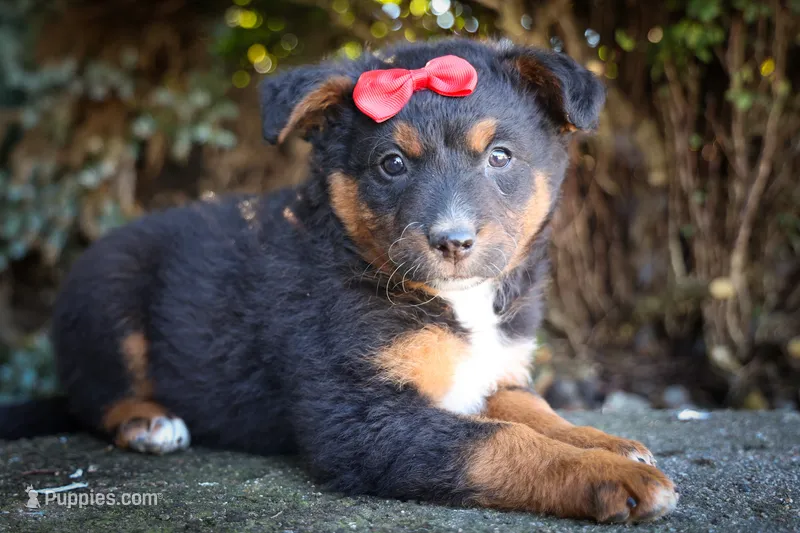 Lincoln💙 – Miniature Aussiedoodle puppy for sale in Fresno, OH