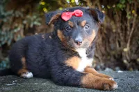 Lincoln💙, a female Miniature Aussiedoodle for sale in Fresno, OH – 1 of 7
