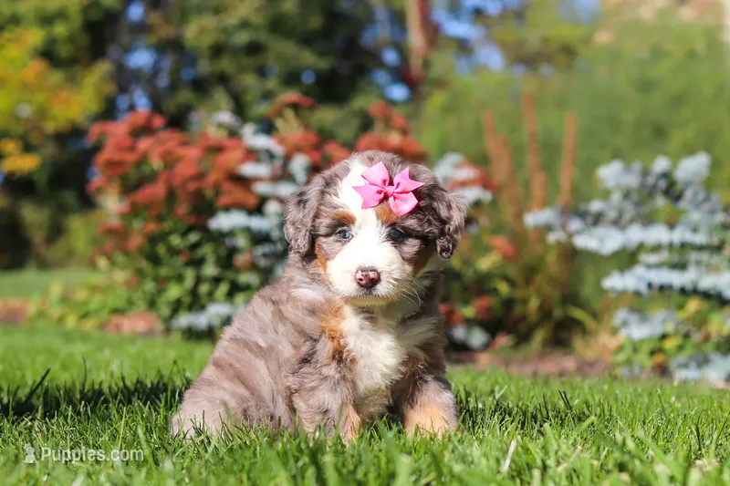 Jasmine – Miniature Bernedoodle puppy for sale in Fresno, OH