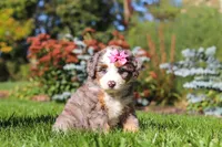 Jasmine, a female Miniature Bernedoodle for sale in Fresno, OH – 1 of 6