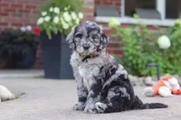 Simon, a male Newfypoo for sale in Fresno, OH – 4 of 8