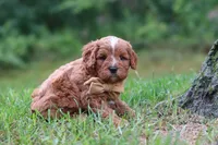 Wesley, a male Cavapoo for sale in Fresno, OH – 9 of 10