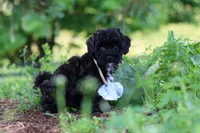 Riley, a male Havapoo for sale in Fresno, OH – 3 of 10