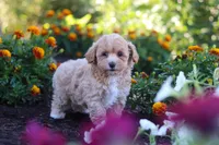 Lily, a female Havapoo for sale in Fresno, OH – 3 of 6
