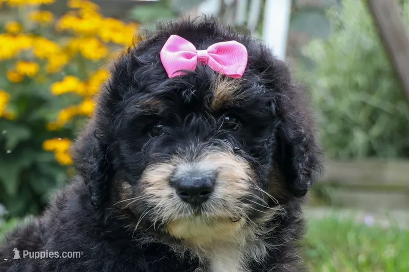 Daisy – Bernedoodle puppy for sale in Fresno, OH