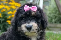 Daisy, a female Bernedoodle for sale in Fresno, OH – 1 of 10