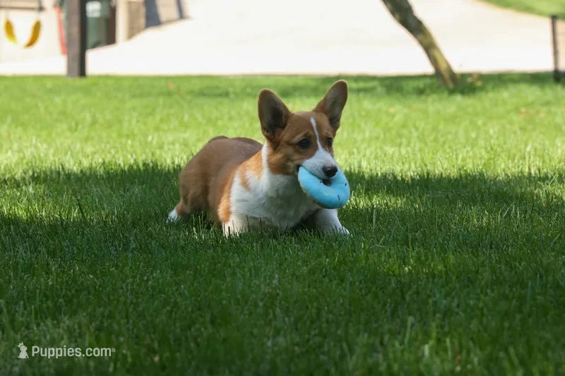 🐾 MEET WREN 🐶❤️ – Pembroke Welsh Corgi puppy for sale in Fresno, OH
