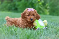 Jennifer, a female Goldendoodle for sale in Fresno, OH – 3 of 8