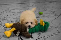 Franklin 🐶, a male Maltipoo for sale in Fresno, OH – 6 of 10
