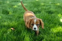 Frankie 🐶, a male Cavalier King Charles Spaniel for sale in Fresno, OH – 7 of 9