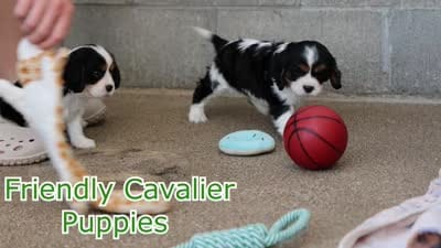Walker 🩵, a male Cavalier King Charles Spaniel for sale in Fresno, OH – 10 of 10
