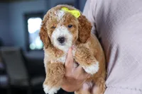 🐾 Meet Nova – F2B Mini Goldendoodle Puppy 🐾, a female Miniature Goldendoodle for sale in Fresno, OH – 9 of 10