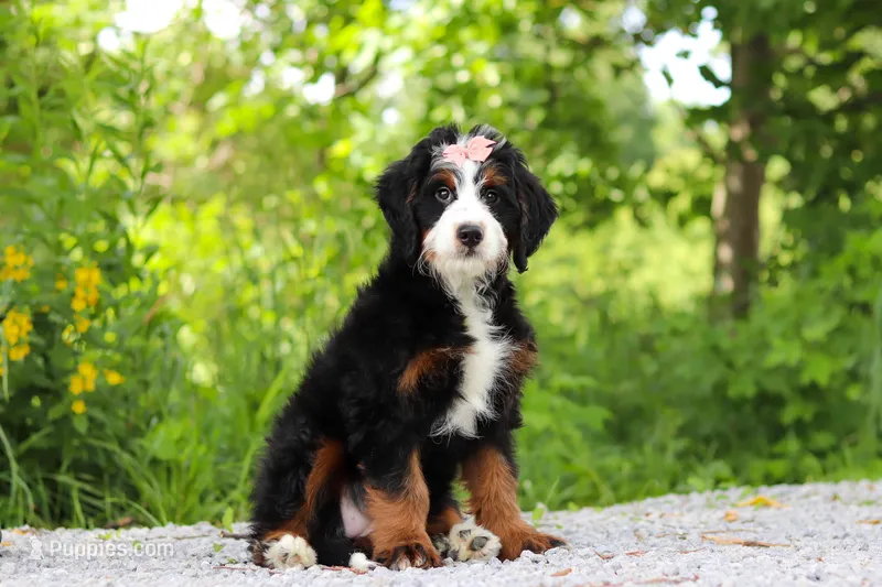 Ophelia – Miniature Bernedoodle puppy for sale in Fresno, OH