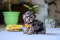 Carter, a male Poodle - Miniature  for sale in Fresno, OH – 2 of 6