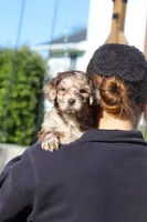 Roscoe, a male Newfypoo for sale in Fresno, OH – 7 of 8
