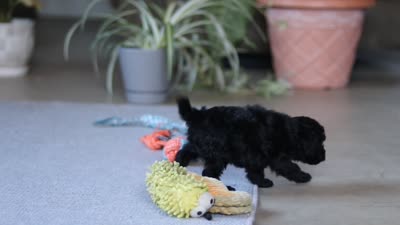 Sienna, a female Poodle - Miniature  for sale in Fresno, OH – 6 of 6