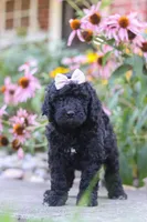 Issebelle, a female Newfypoo for sale in Fresno, OH – 6 of 7