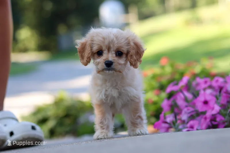 Sky – Cavapoo puppy for sale in Fresno, OH