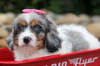   Paisley 💗, a female Cavapoo for sale in Fresno, OH – 6 of 10