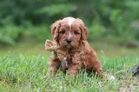 Wesley, a male Cavapoo for sale in Fresno, OH – 1 of 10