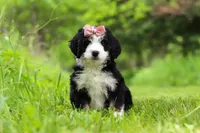 Cara, a female Miniature Bernedoodle for sale in Fresno, OH – 2 of 8