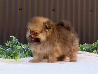 Peanut 🩵🐾, a male Pomeranian for sale in Fresno, OH – 4 of 10