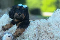 Harley 🦴🐶, a male Miniature Dachshund for sale in Fresno, OH – 3 of 10