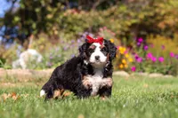 Madonna, a female Miniature Bernedoodle for sale in Fresno, OH – 5 of 7