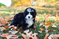 Amber, a female Miniature Bernedoodle for sale in Fresno, OH – 6 of 6