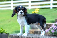 Dotson 🐾, a male Cavalier King Charles Spaniel for sale in Fresno, OH – 2 of 9