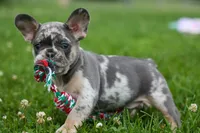 Knox 💙, a male French Bulldog for sale in Fresno, OH – 4 of 10