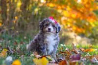 Spice, a female Miniature Bernedoodle for sale in Fresno, OH – 5 of 6