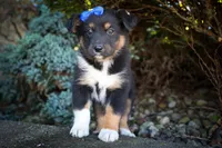 Langston 🐶, a female Miniature Aussiedoodle for sale in Fresno, OH – 2 of 9