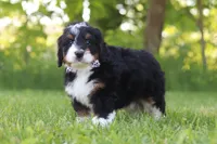 Baxter, a male Miniature Bernedoodle for sale in Fresno, OH – 3 of 5