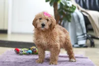 Miley, a male Goldendoodle for sale in Fresno, OH – Photo 4 of 5