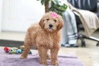 Miley, a male Goldendoodle for sale in Fresno, OH – Photo 5 of 5
