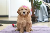 Miley, a male Goldendoodle for sale in Fresno, OH – Photo 3 of 5