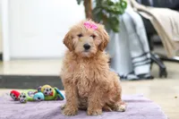 Miley, a male Goldendoodle for sale in Fresno, OH – Photo 2 of 5