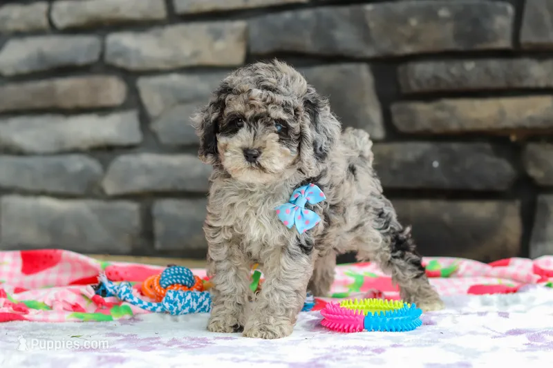 Mason – Poodle - Miniature  puppy for sale in Fresno, OH