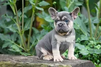 Finley 🐶, a female French Bulldog for sale in Fresno, OH – 3 of 9