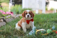 Carter, a male Cavalier King Charles Spaniel for sale in Fresno, OH – 7 of 9